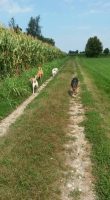 monica-civelli-educatore-istruttore-cinofilo-consulente-nella-relazione-con-il-cane-1.jpg