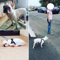 zeno-civitareale-educatore-cinofilo-e-consulente-nella-relazione-con-il-cane-3.jpg