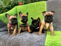 allevamento-bouledogue-francese-makibull-3.jpg