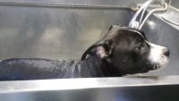 Toelettatura_Estetica_Canina_4.jpg
