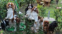 Granny's_Chips_Kennel_Allevamento_Cavalier_King_Charles_Spaniel_2.jpg