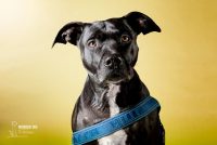notorious-dog-pet-photography-4.jpg