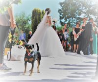 Portami_Con_Te_marriage_dog_sitting_1.jpg