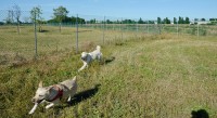 pensione-per-cani-giardino-di ecuba-2.jpg
